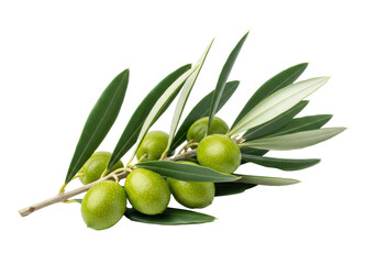 A perfectly formed olive branch with bright green unripe olives and dark green leaves, isolated on a transparent background with copy space, concept of natural health and vitality