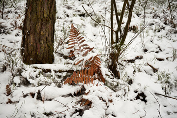 las,zima © Marcin Łazarczyk