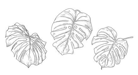 Monstera leaf, set of silhouettes, black and white sketch. Vector illustration. Tropical tree leaves, isolated on a white background. Green lush wildlife plants and fresh jungle foliage. © Elena