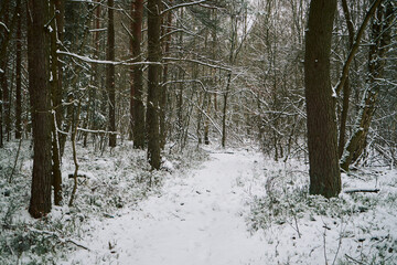 leśna droga,zima