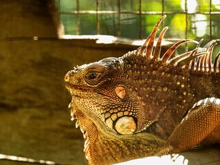 A stunning close-up of a green iguana highlighting its vibrant scales and prominent dorsal spikes....