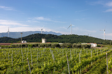 Vineyards in the Valpolicella region in Italy