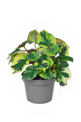 Potted multicolored 'Houttuynia Cordata Chameleon' plant  on white background