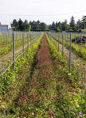 Vineyards in the Valpolicella region in Italy