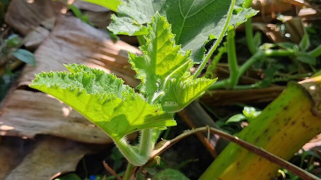 All API keys failed.