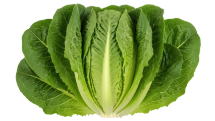 Fresh romaine lettuce isolated PNG on transparent background, vibrant green vegetable for healthy eating and salad preparation