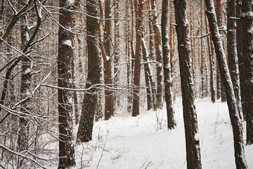 leśna ścieżka,zima  © Marcin Łazarczyk