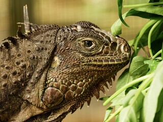 Obraz premium Macro portrait of a green iguana close to fresh vegetable leaves. Detailed wildlife shot highlighting the intricate scales, spikes, and eye of this exotic herbivorous reptile.