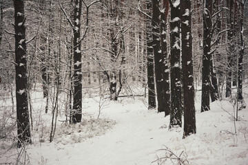 leśna ścieżka,zima 