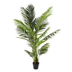 Lush green areca palm houseplant in a black pot, isolated subject for home interior design concepts. © MSTSOMA