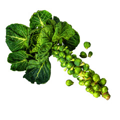 Fresh Brussels sprouts on a stalk with loose leaves, cut-out PNG with alpha channel for cooking and vegetable market themes. © MSTSOMA
