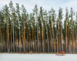 A fragment of a winter forest with slender, tall pine trees