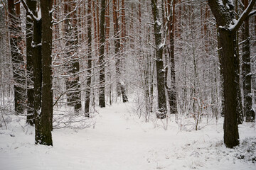 leśna droga,zima