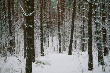leśna ścieżka,zima 