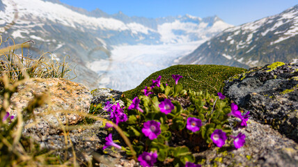 Rhone Glacier and crystal-clear glacial stream in the Swiss Alps, showcasing pristine alpine nature.