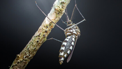 Aedes aegypti mosquito resting on branch transmitting disease
