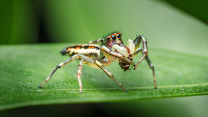Naklejka premium Jumping spider feeding on captured prey on leaf