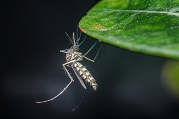 Aedes mosquito spreading tropical disease hanging on leaf