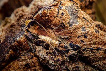 Lynx spider camouflaging on textured tree bark