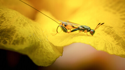 Parasitic wasp exploring textured yellow flower petal