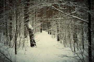 leśna ścieżka,zima 