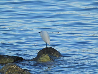 Ak balık&ccedil;ıl Great egret in the wild	