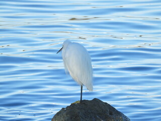 Ak balık&ccedil;ıl Great egret in the wild	