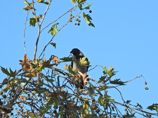 black big crow on tree photo	