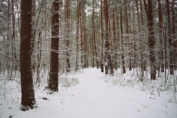 leśna droga,zima