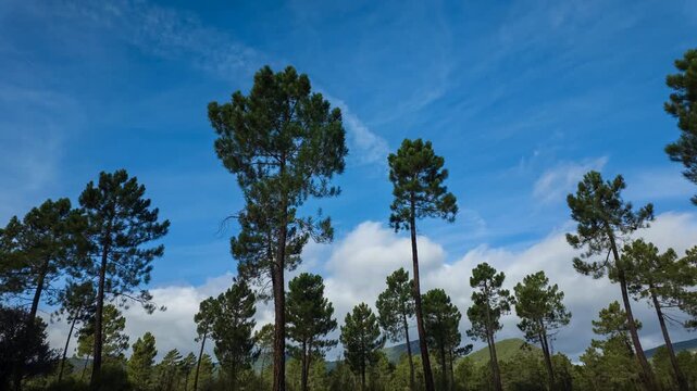 Time-lapse Clouds Race Above Tall Pine Forest