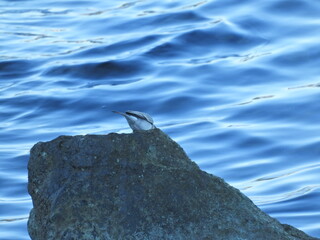 Photo of the white wagtail (Motacilla alba) bird