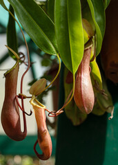 Nepenthes pitcher, insect eating plant