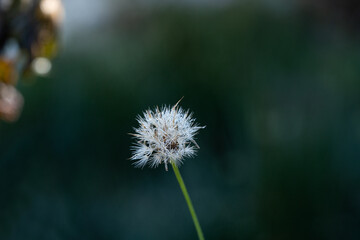 Dandelion on green background