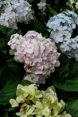Pink hydrangea flowers