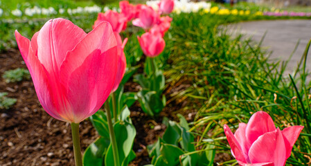 チューリップの花のアップ
