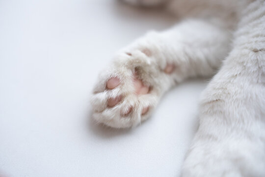 a cat's paw on a white background