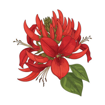 Vibrant botanical illustration of a tropical red flower, Erabadu, a quintessential symbol representing sinhala traditional awurudu sri lanka festivities and rich cultural heritage