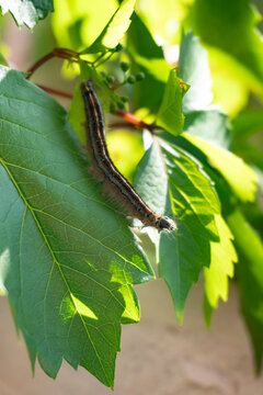 a large caterpillar on a vine leaf