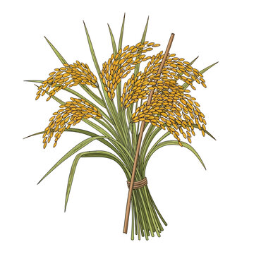 Sinhala Traditional Awurudu Sri Lanka Golden Rice Grains Tied Together with a Twine, Celebrating Harvest Season