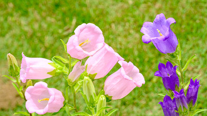 ピンクと紫のカンパニュラの花