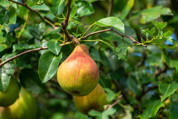 A pear hangs on a tree branch