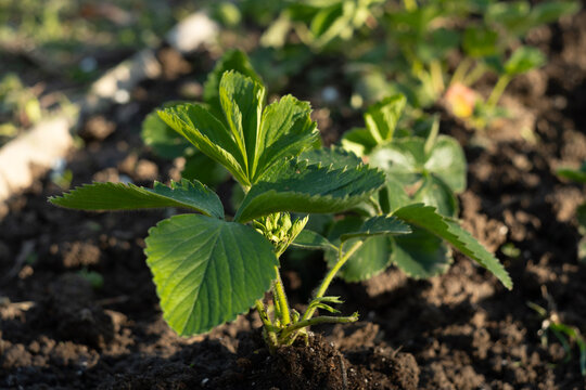 strawberry plant in the garden