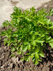 Parsley grows in a garden bed; it is a healthy herb.