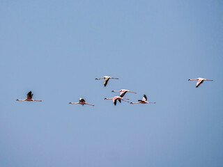 Lesser Flamingo (Phoeniconaias minor) Flight formation photographed near Walvis Bay.
