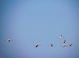 Lesser Flamingo (Phoeniconaias minor) Flight formation photographed near Walvis Bay.