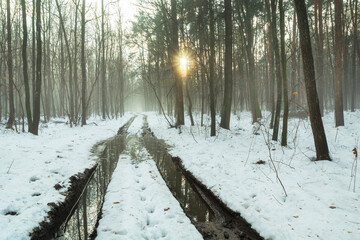 A wet road in a winter forest with fog and sun