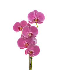 pink flowers of beautiful orchid on stem isolated on transparent background to cut out