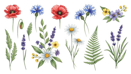 Flowers and leaves set, floral watercolor illustration for greeting card, invitation and other printing design. Isolated on white. Wild flowers hand drawing.