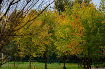 Fototapeta premium trees in autumn