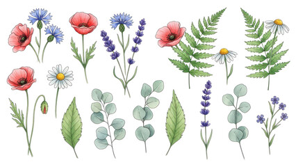 Flowers and leaves set, floral watercolor illustration for greeting card, invitation and other printing design. Isolated on white. Wild flowers hand drawing.